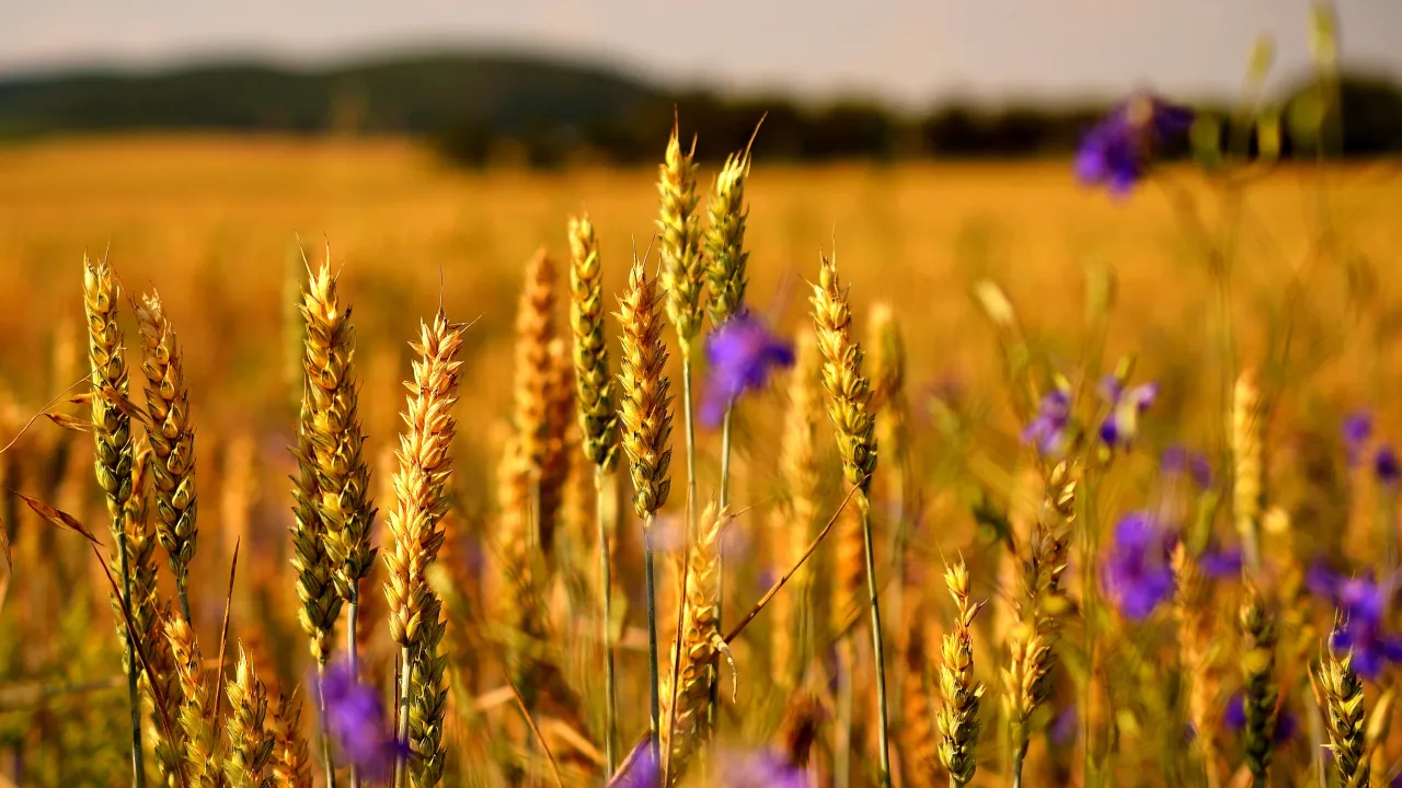 До +38° і майже без дощів: синоптики розповіли, яким буде серпень в Україні 