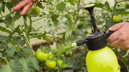 Помідорам загрожує фітофтора: що зробити одразу після дощу - фото