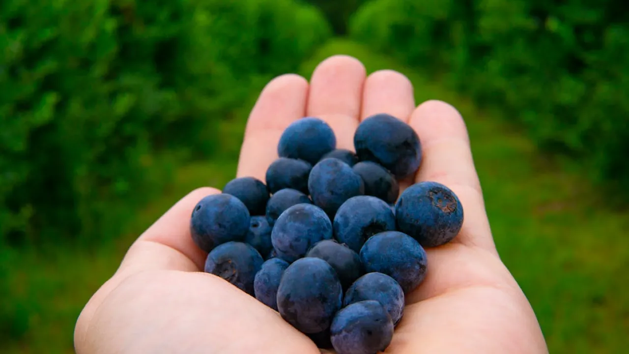 Вартість популярної ягоди знову зросла: скільки зараз просять за кілограм в Україні 