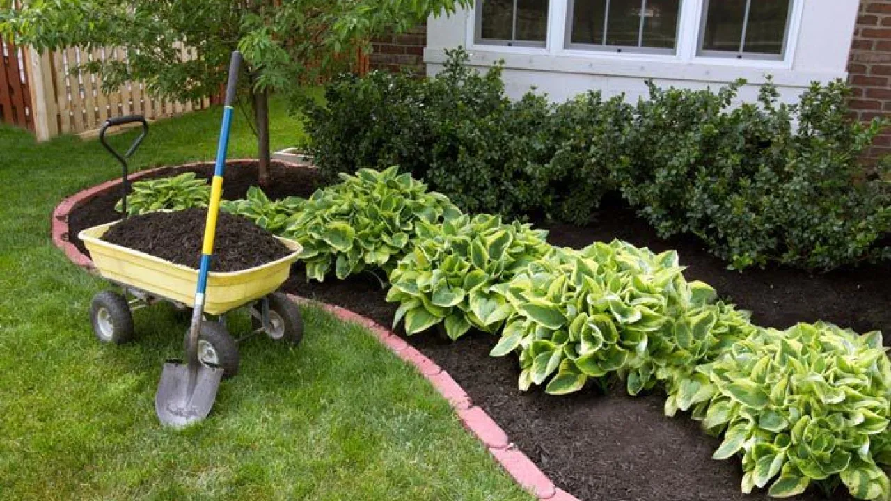 Літні прикмети для дачників: які роботи на городі можуть нашкодити врожаю 