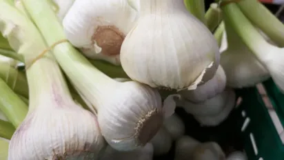 Помилка, яку роблять усі городники в липні: неправильно зібрана цибуля не доживе до зими - фото