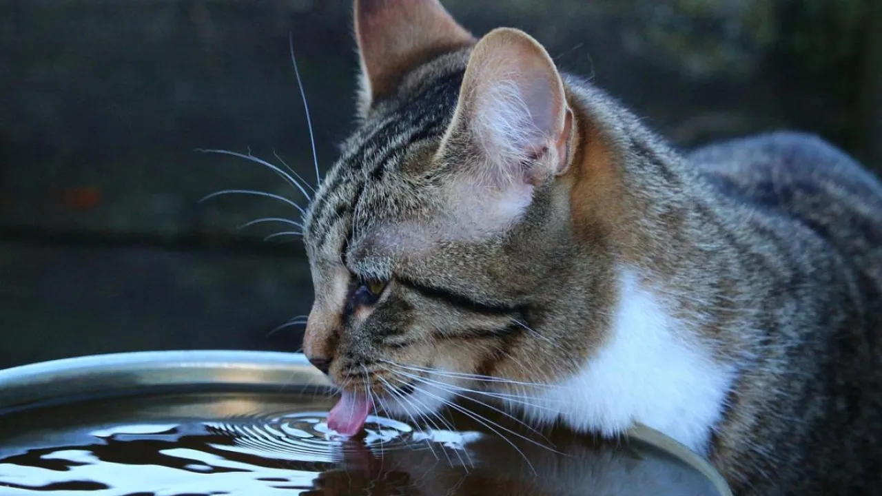 Сьогодні Україну розігріє майже до +40°: де буде найгарячіше 