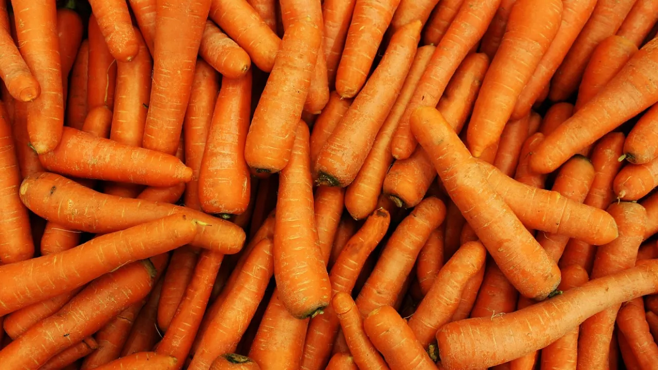 Коли викопувати моркву в Україні: поради по сорту, погоді та місячному календарю 
