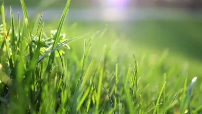 Як вивести плями від трави: ці 4 способи врятують ваш одяг - фото