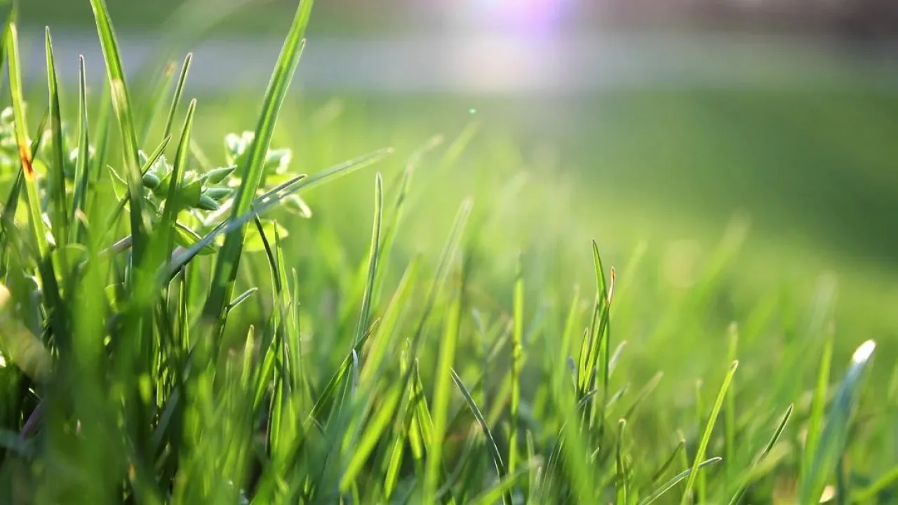 Як вивести плями від трави: ці 4 способи врятують ваш одяг 