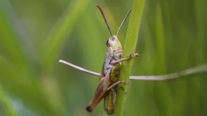 Хмари сарани атакують Україну: що відбувається і хто під загрозою - фото