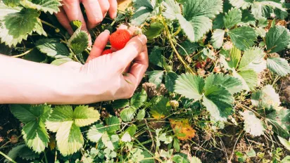 Коли обрізати полуницю після врожаю: не пропустіть ідеальний термін - фото