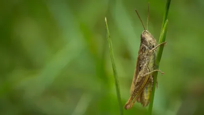 Як врятувати город від сарани: дієвий та народний метод  - фото