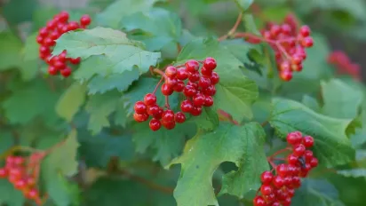 Що робили 29 липня, щоб хвороби оминали: народні прикмети - фото