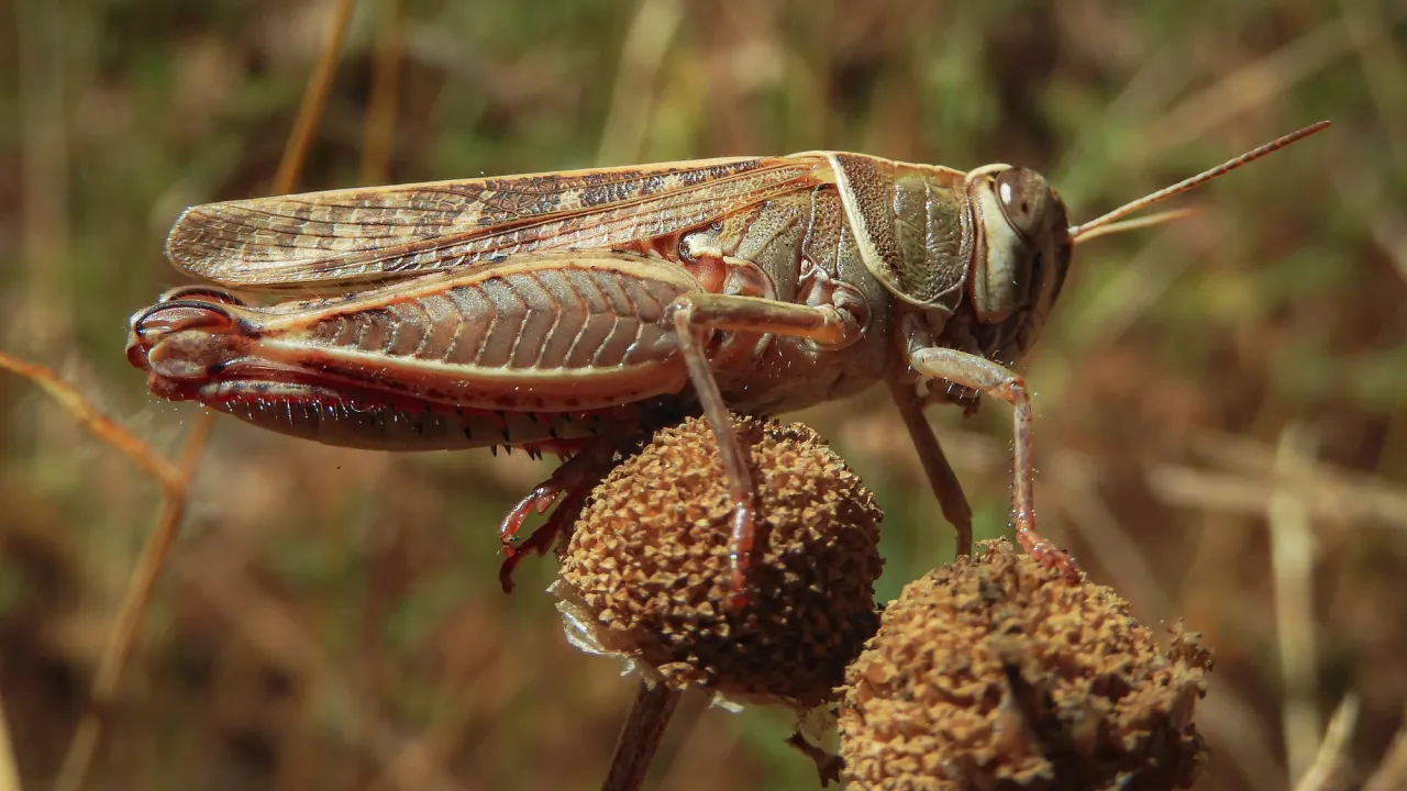 Сарана обходитиме ваш город: що посадити для захисту від навали 