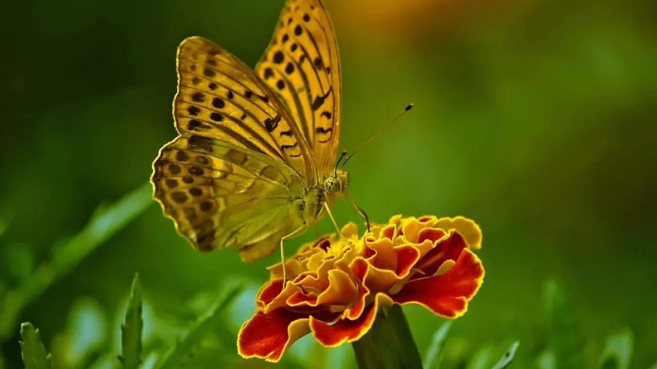 Синоптикиня назвала дати, коли спека в Україні ослабне 