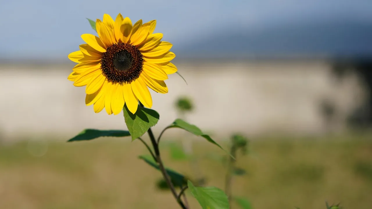 Що треба з'їсти 30 липня, щоб рік не хворіти: народні прикмети 