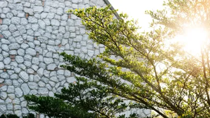 Чому дерева треба білити саме в серпні: не чекайте весни - фото