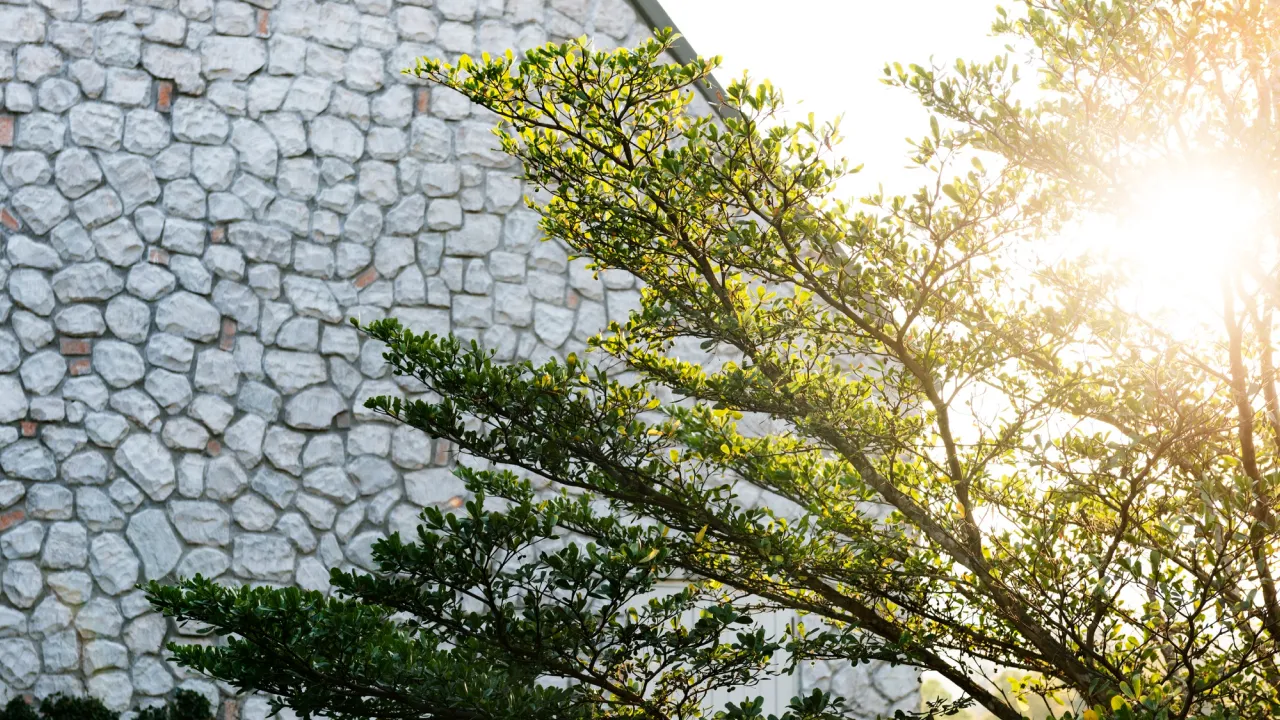 Чому дерева треба білити саме в серпні: не чекайте весни 