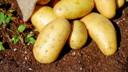 Як виростити картоплю розміром з кулак: головні правила літнього догляду - фото