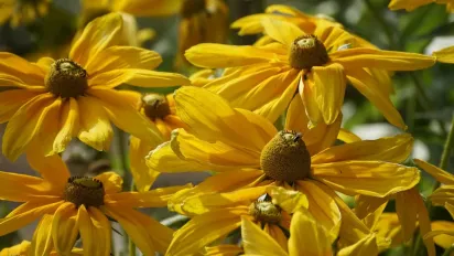 Яким буде останній місяць літа в Україні: синоптикиня поділилася прогнозом - фото