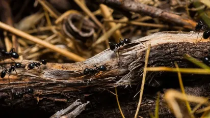Мурахи руйнують сад? Народний спосіб, який працює краще за отруту - фото