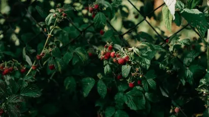 Серпневий догляд за малиною — запорука великого й солодкого врожаю - фото