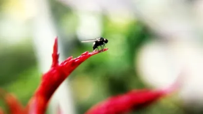 Муха на їжі: чи загрожує це здоров’ю — відповідь вчених - фото