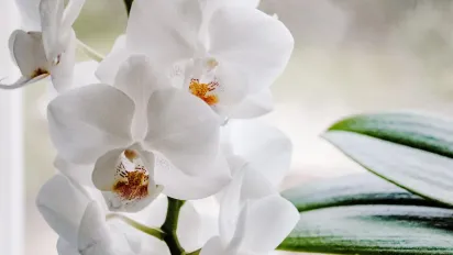 Як зрозуміти, що орхідеї потрібен полив: порада експерта - фото