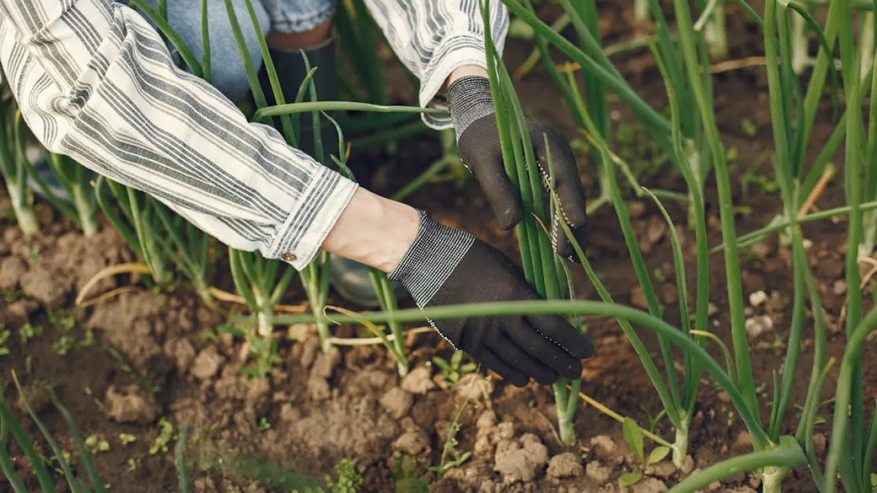 Не лише картопля: список культур, які також потребують підгортання для підвищення врожайності 