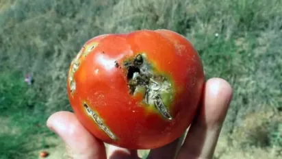 "Не лише сарана": в Україні зафіксували небезпечного шкідника, що нищить врожай - фото