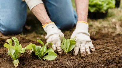Грядки не повинні пустувати: що сіяти наприкінці літа - фото