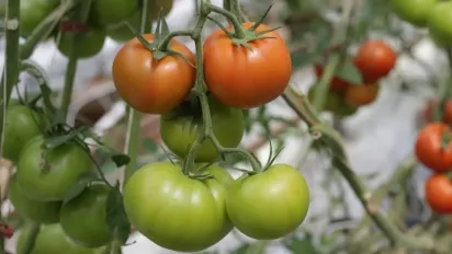 Помідори почервоніють за 3 дні: безплатний розчин із попелу творить дива - фото