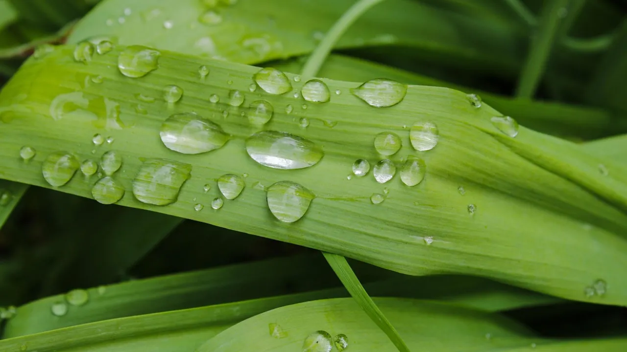Де в Україні 5 серпня будуть дощі: прогноз синоптика 
