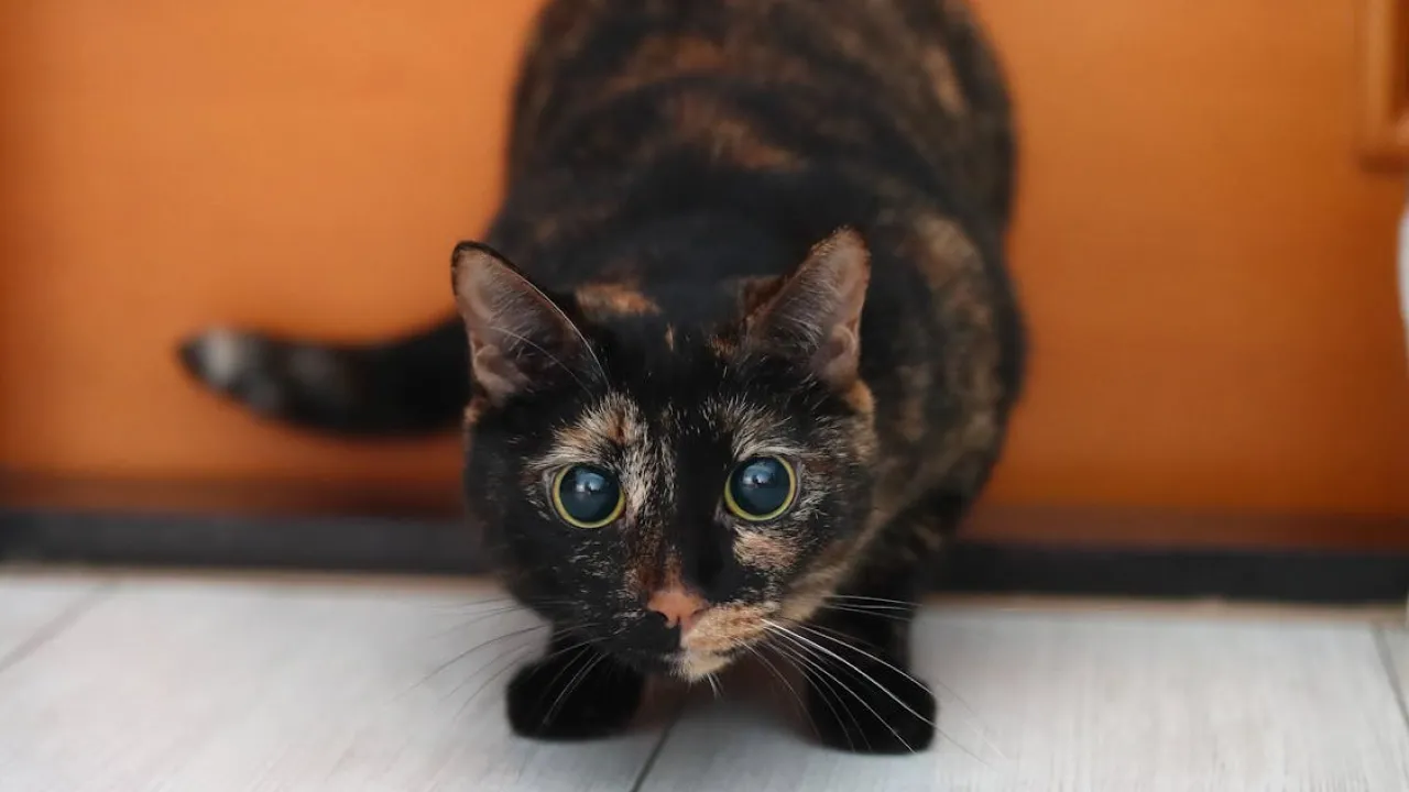 Тварини бачать те, чого не бачимо ми? Ось чому вони "вдивляються" у темряву 