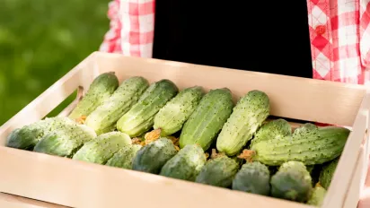 Серпень критичний період для огірків: як підживити і захистити рослини - фото