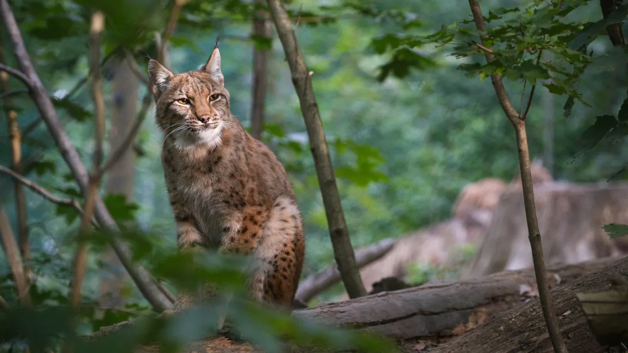 У Данії зоопарк закликав приносити домашніх тварин для годування хижаків 