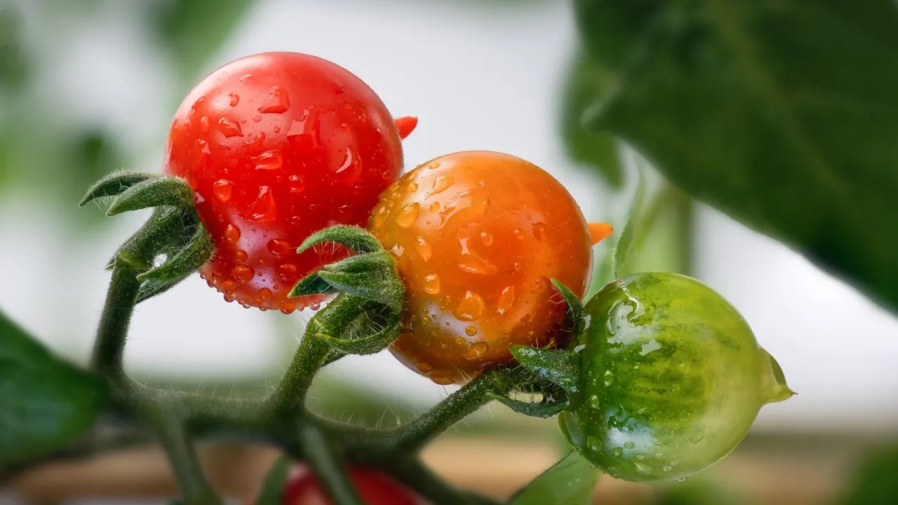 Як врятувати помідори від фітофторозу: методи профілактики та боротьби 