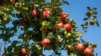 6 серпня — Яблучний Спас: головні заборони, які не можна порушувати - фото