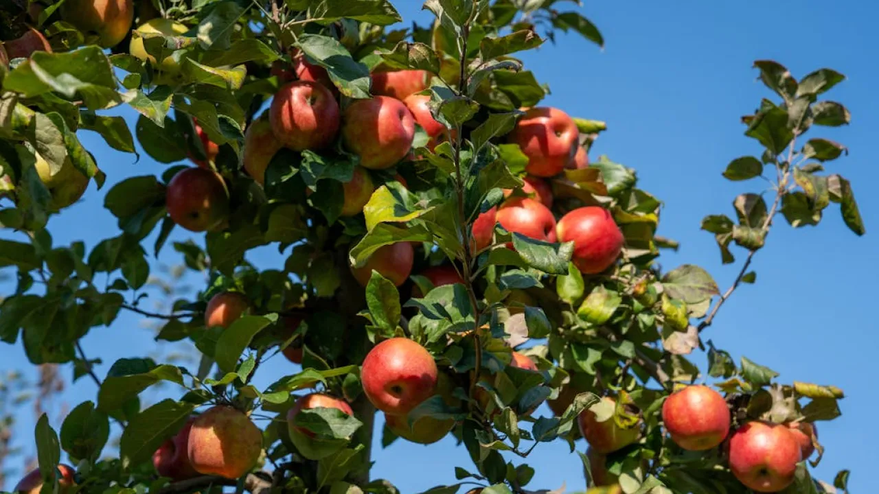 6 серпня — Яблучний Спас: головні заборони, які не можна порушувати 
