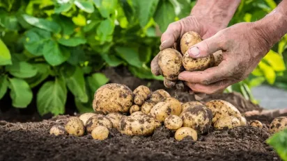Нова небезпека для городників - рак картоплі: симптоми, профілактика та заходи боротьби - фото