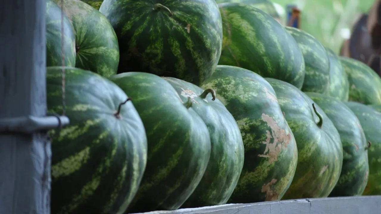 Кавуни суттєво подешевшали: скільки коштують зараз і як вибрати найсмачніший 