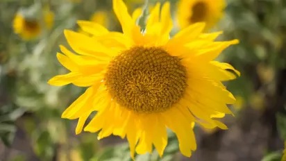 В Україну прийшов потужний антициклон: прогноз синоптика - фото