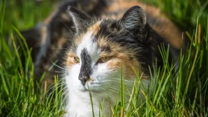 В Україну йде атмосферний фронт: де чекати дощів та коли спаде спека - фото