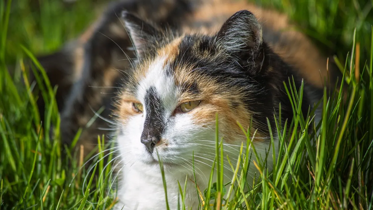В Україну йде атмосферний фронт: де чекати дощів та коли спаде спека 