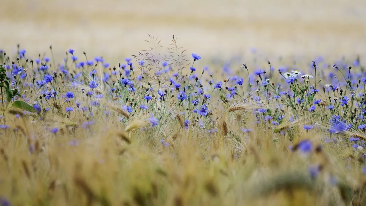 Що потрібно зробити 7 серпня, щоб притягнути здоров'я та достаток: народні прикмети 