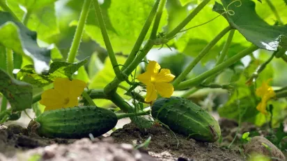 Як правильно поливати огірки в серпні: рекомендації, щоб продовжити врожай якнайдовше - фото