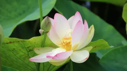 Якою буде погода в Україні 8 серпня 2025 року — прогноз синоптиків - фото