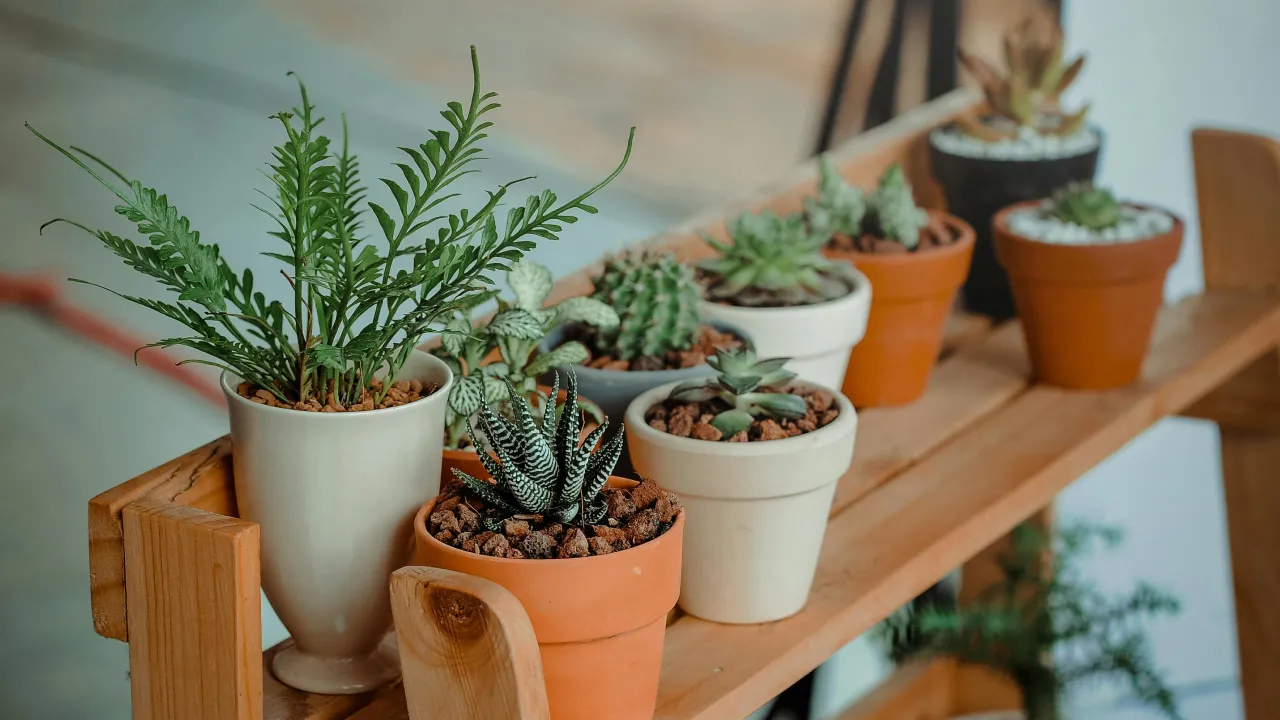 Рослини, які краще оминати: що не можна тримати вдома за повір’ями предків 