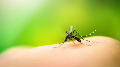 Як позбутися мух та комарів без хімії: природні способи, які реально працюють - фото