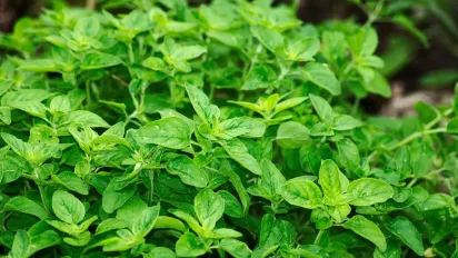 5 лікарських трав, які треба обов’язково зібрати у серпні - фото