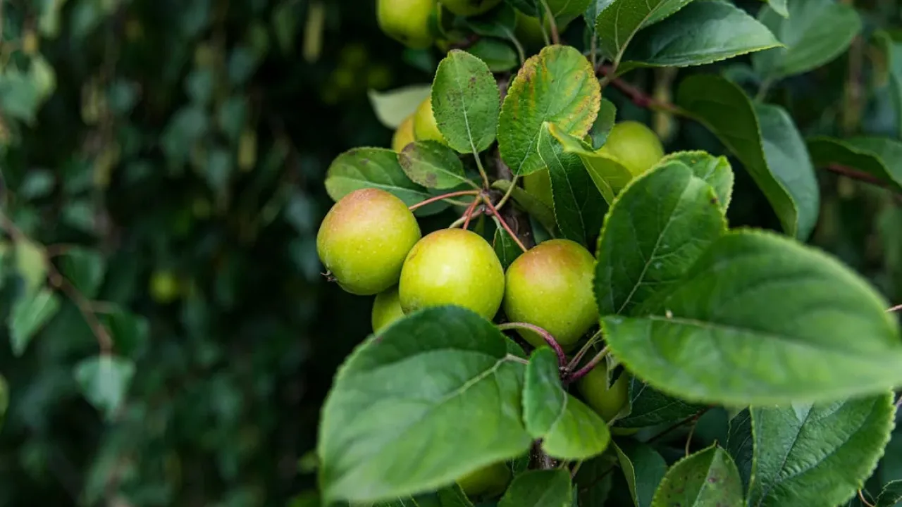Чому восени під яблуню варто закопати цвяхи: секрет щедрого врожаю 