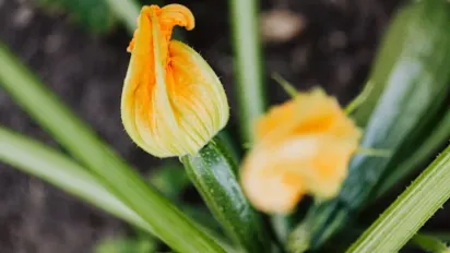 Чому кабачки не дають зав’язі: основні причини та прості рішення - фото