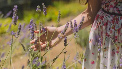 Лаванда вмирає через ці 4 помилки в догляді — уникайте їх - фото