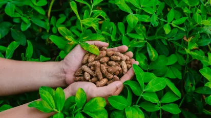 Штраф за жменю горіхів: у лісах України запрацювали нові правила - фото